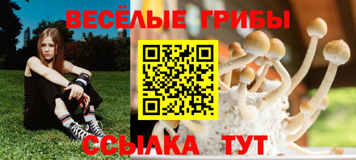 Галлюциногенные грибы Psilocybe Острогожск